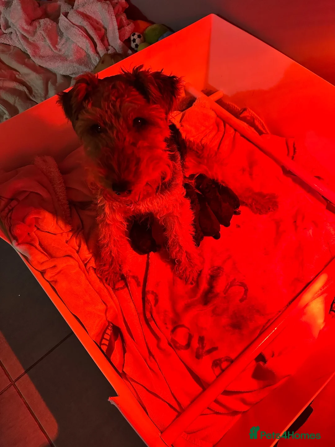 Welsh Terrier dogs for sale: Stunning Litter of 4 Welsh Terrier Puppies  - Advert 5