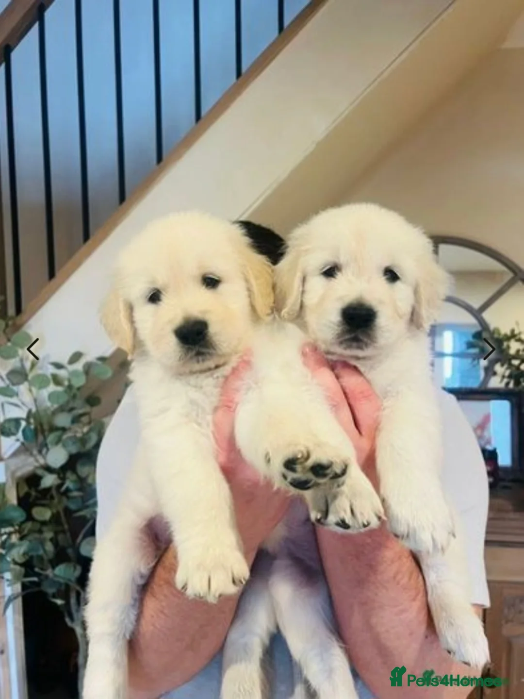 Golden Retriever dogs for stud: Gorgeous Proven KC Golden Retriever Stud in Bristol - Advert 7