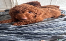 Maltipoo dogs for sale: Health tested rare coat red maltipoos for sale🐶!! - Image 4