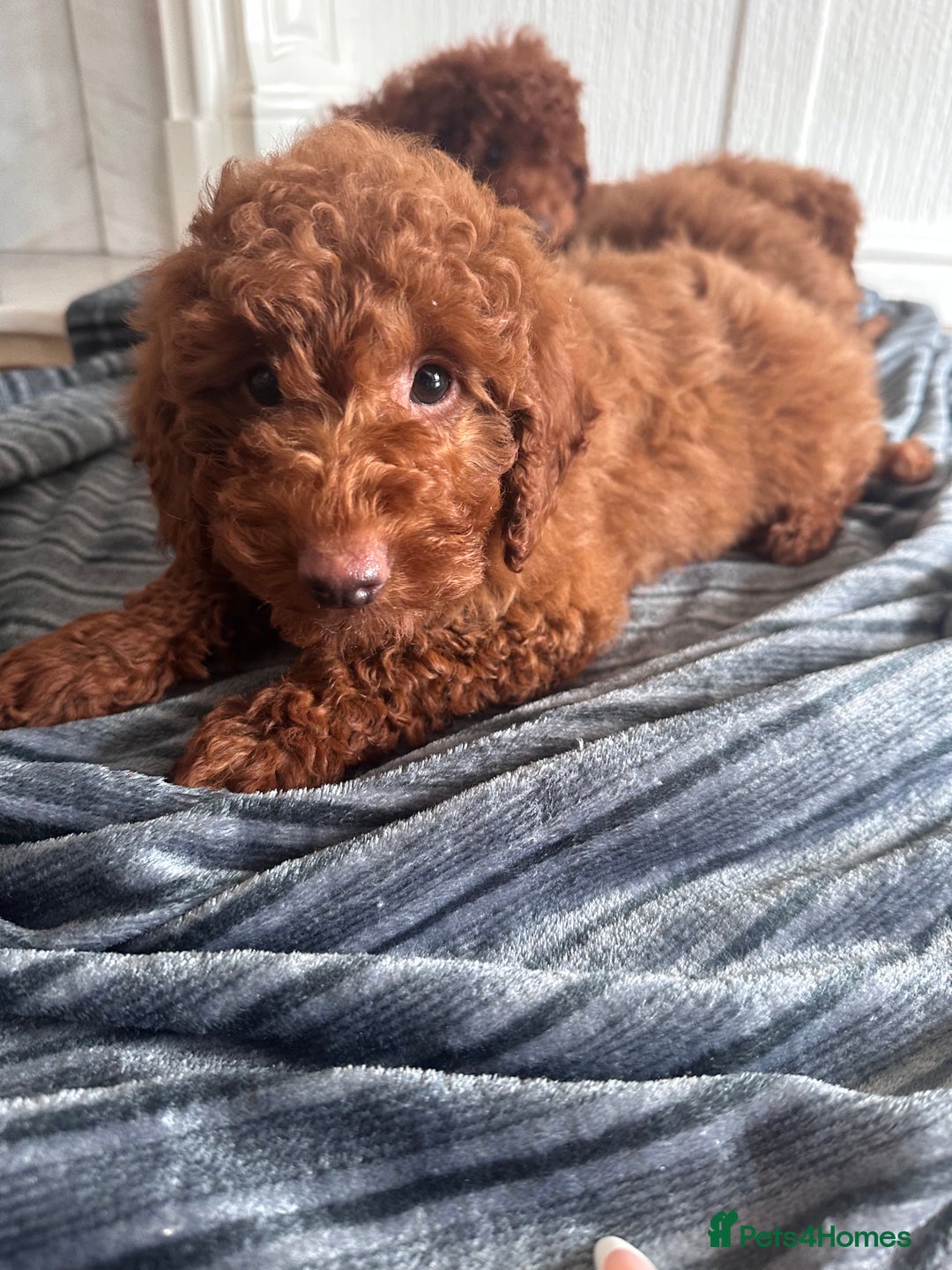 Maltipoo dogs for sale: Health tested rare coat red maltipoos for sale🐶!! - Image 4