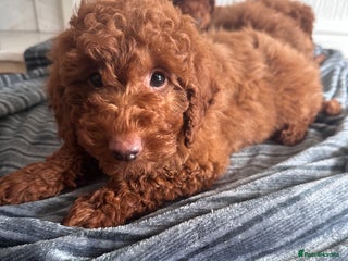 Maltipoo dogs - Advert 20