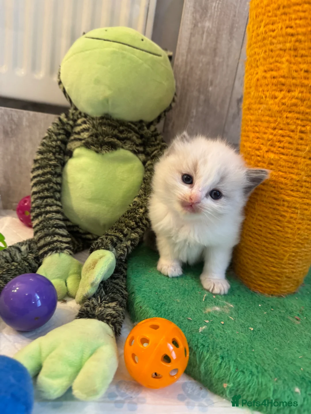 Ragdoll cats for sale: Gorgeous Ragdoll  - Advert 2