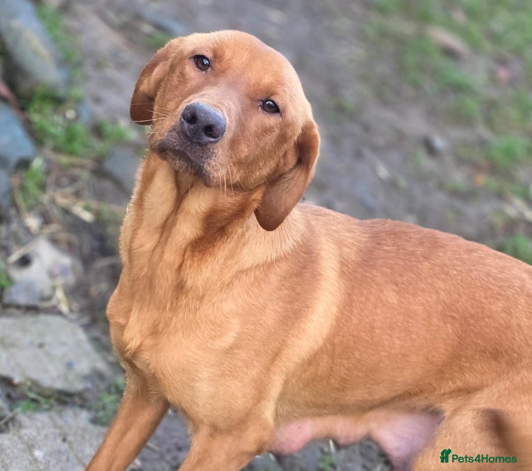 Labrador Retriever dogs for sale: labradors looking for their forever homes  - Advert 5