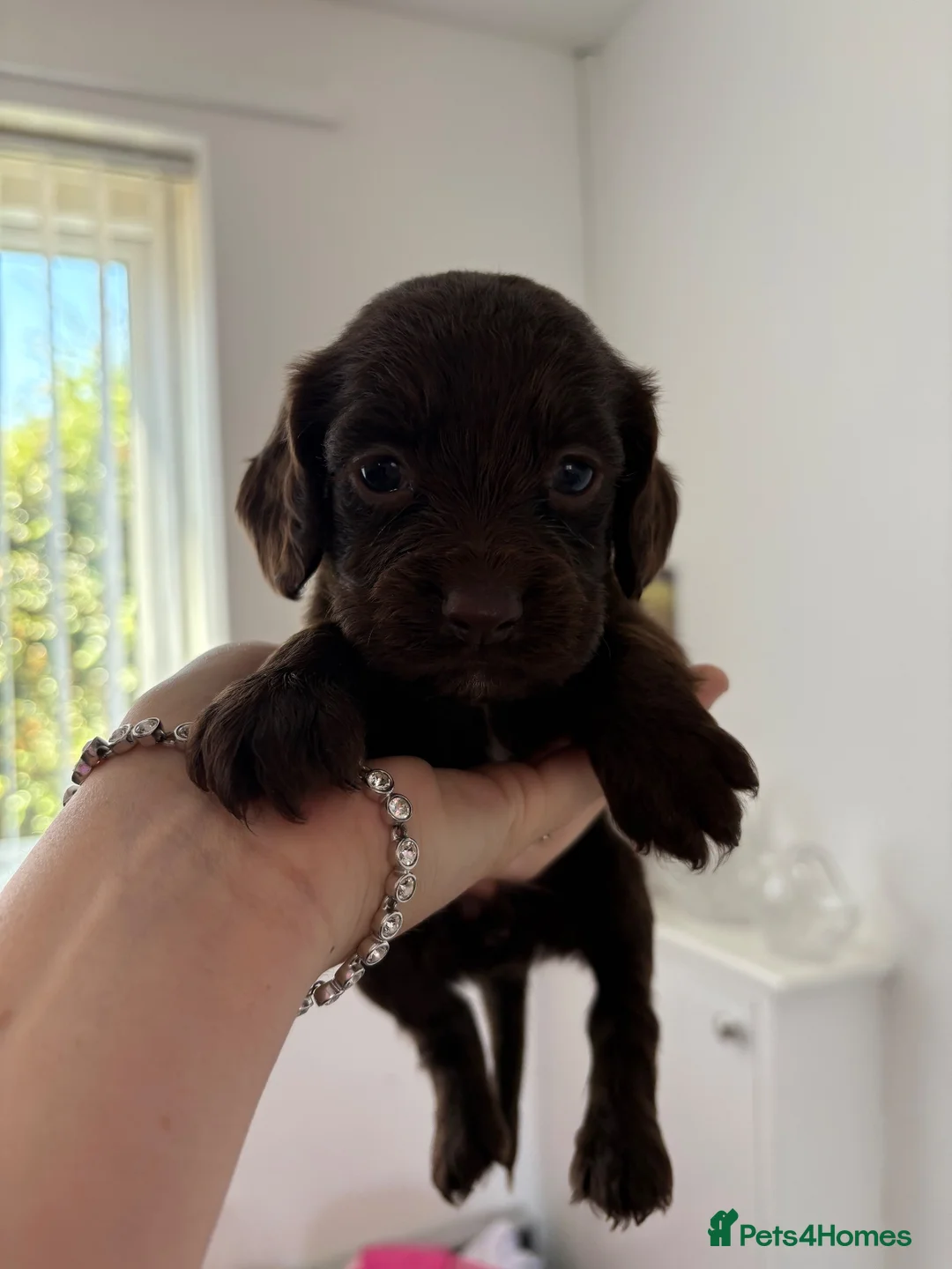 Cocker Spaniel dogs for sale: Stunning cocker puppies  - Advert 1