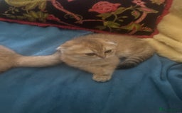 Scottish Fold cats for sale: Gold Chinchilla Scottish fold baby’s  - Image 6