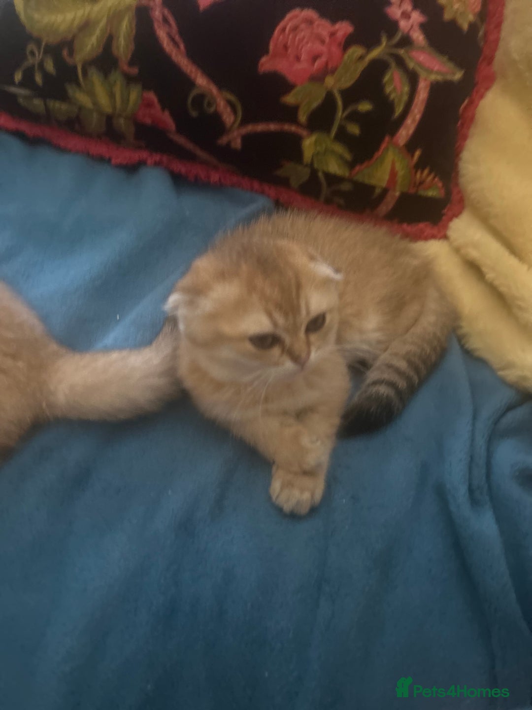 Scottish Fold cats for sale: Gold Chinchilla Scottish fold baby’s  - Image 6