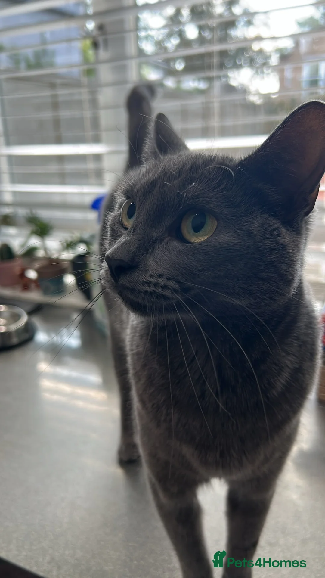 Maine Coon cats for sale: British shorthair/ maincoon for sale - Advert 2