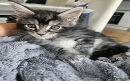 Maine Coon cats for sale: Maine coon kittens  - Image 20