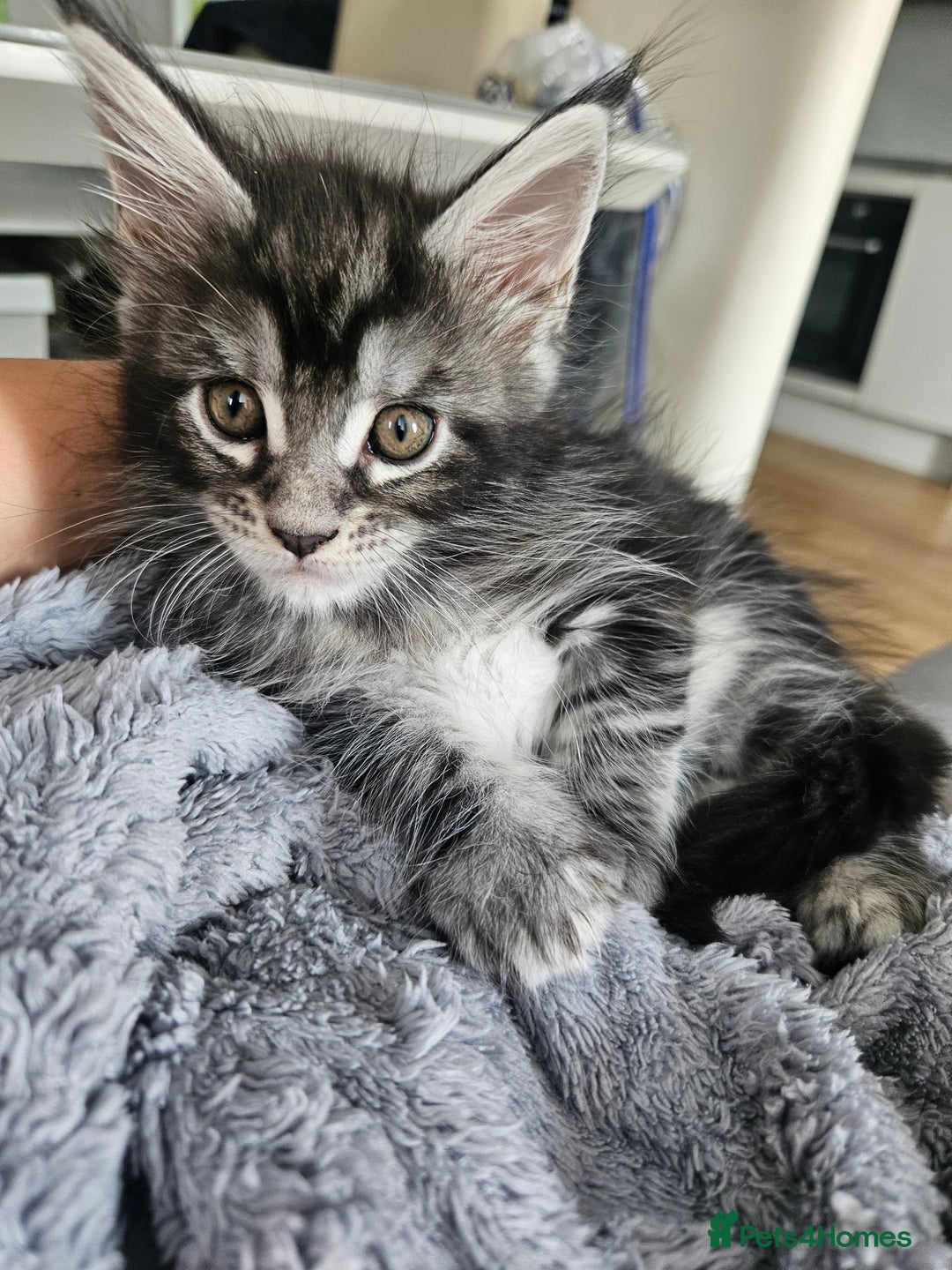 Maine Coon cats for sale: Maine coon kittens  - Image 20