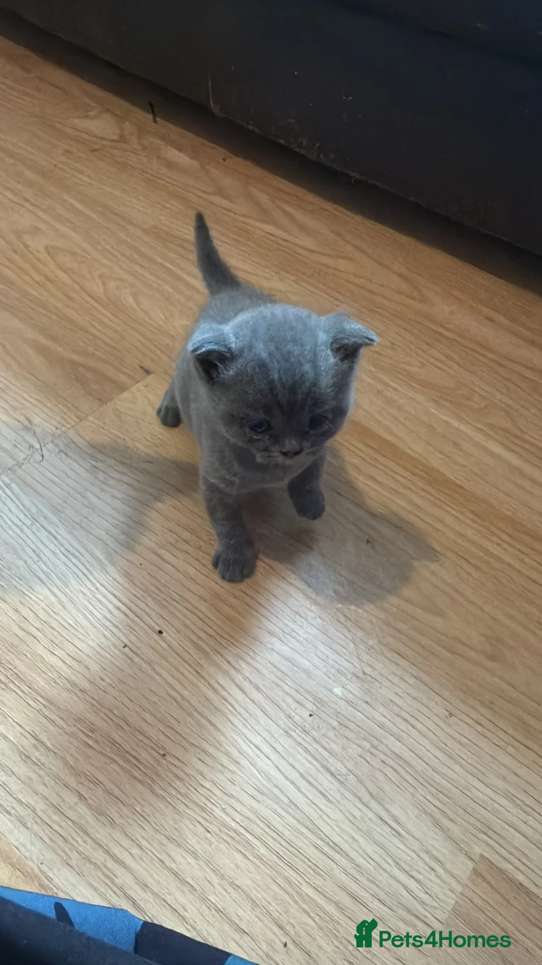British Shorthair cats for sale: British shorthair kittens  - Advert 4
