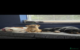 Mixed Breed dogs for sale: Small Jack russel cross  - Image 16