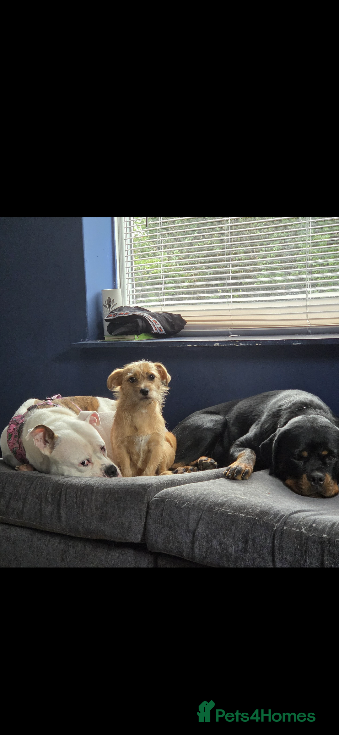 Mixed Breed dogs for sale: Small Jack russel cross  - Image 16