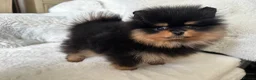 Pomeranian dogs for sale: 🏆KC Russian/Taiwan 🏆Pomeranian puppies - Advert 10