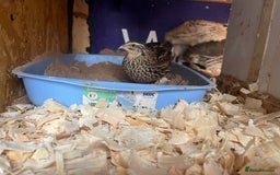 Quail poultry for sale: Mixture of Coturnix Quail - Image 6