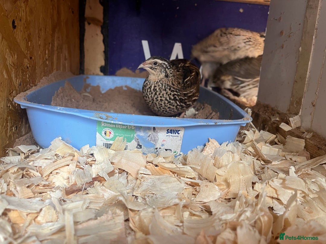 Quail poultry for sale: Mixture of Coturnix Quail - Image 6