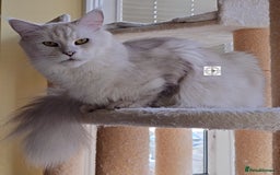 Maine Coon cats for sale: Beautiful NEUTERED girl XXL - Image 9