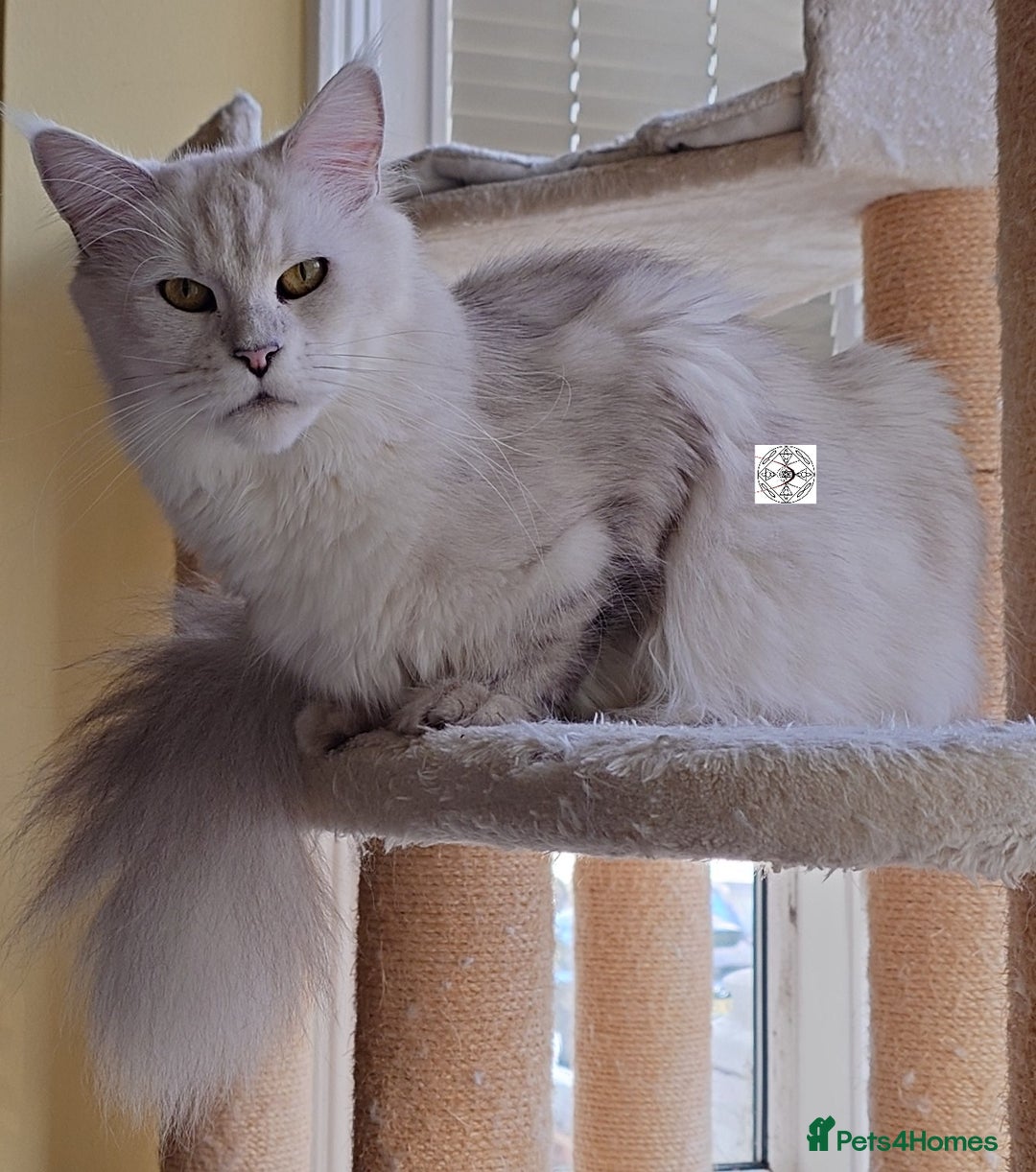 Maine Coon cats for sale: Beautiful NEUTERED girl XXL - Image 9