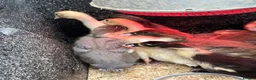 Mixed Breed poultry for sale: Ducks, ducklings, pullets, chicks - Advert 2