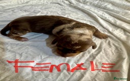 Miniature Dachshund dogs for sale: 6 Miniature Dachshund babies - Image 12