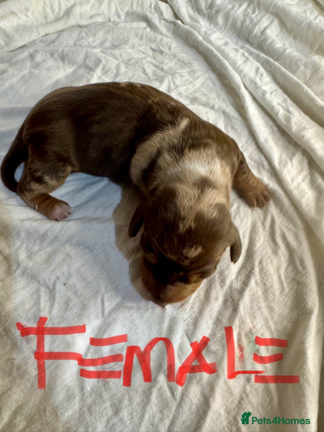 Miniature Dachshund dogs for sale: 6 Miniature Dachshund babies - Image 12