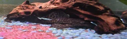 Plecos fish for sale: Common Pleco - Advert 2