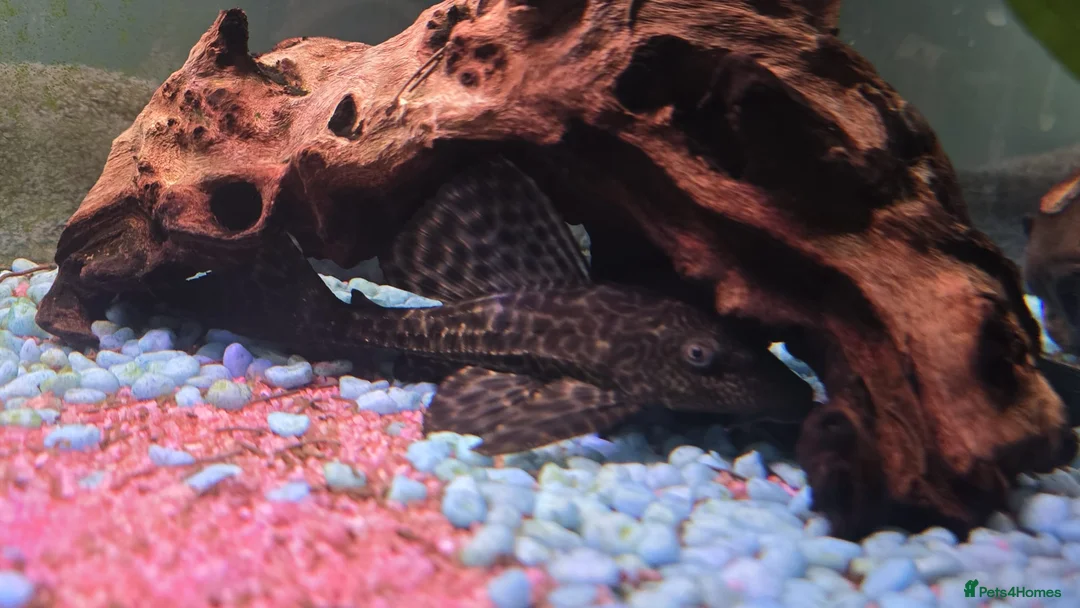 Plecos fish for sale: Common Pleco - Advert 2