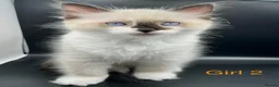 Ragdoll cats for sale: Beautiful Ragdoll Kittens – 3 Girls & 2 Boys  - Advert 4