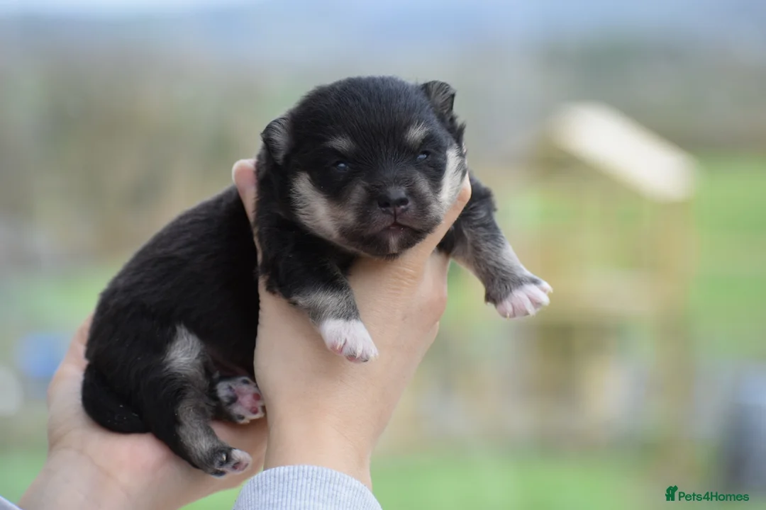 Pomsky dogs for sale: Stunning Pomsky puppies from health tested parents - Advert 21