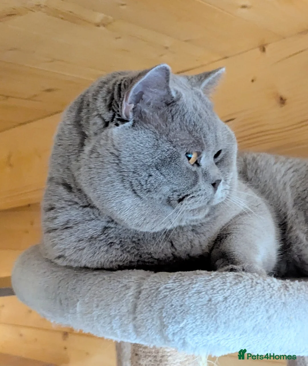British Shorthair cats for stud: 🏆🥇Beautiful Lilac Boy GCCF/TICA registered 🏆🥇 - Advert 2