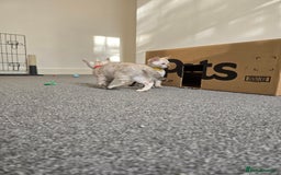 Bengal cats for sale: BLUE EYE SNOW BENGAL LYNC TICA ACTIVE - Image 6