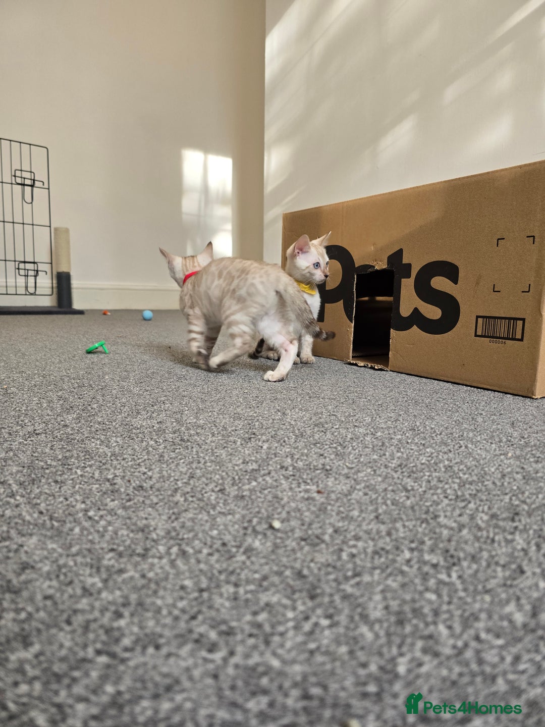 Bengal cats for sale: BLUE EYE SNOW BENGAL LYNC TICA ACTIVE - Image 6