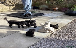 Toy Poodle dogs for sale: Beautiful Toy Poodle pups - Image 4