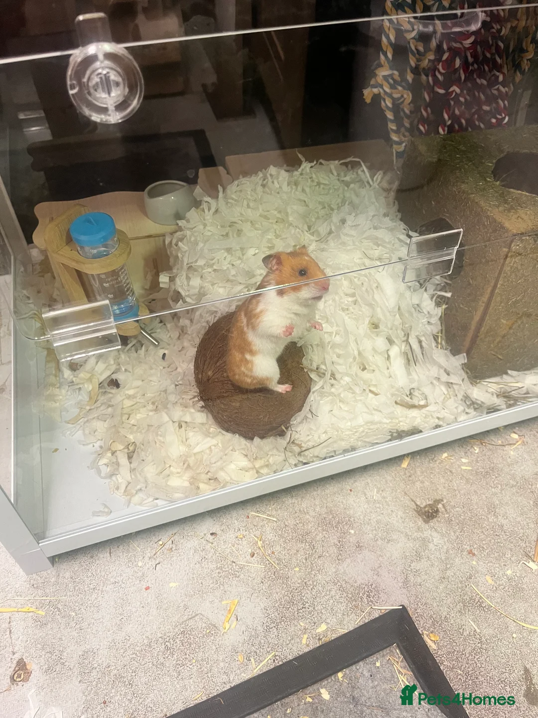 Hamster rodents for sale: Gorgeous Syrian hamster  - Advert 2