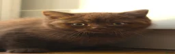 British Shorthair cats for sale: Chocolate & Cinnamon ⭐ British Shorthair Kittens  - Advert 13