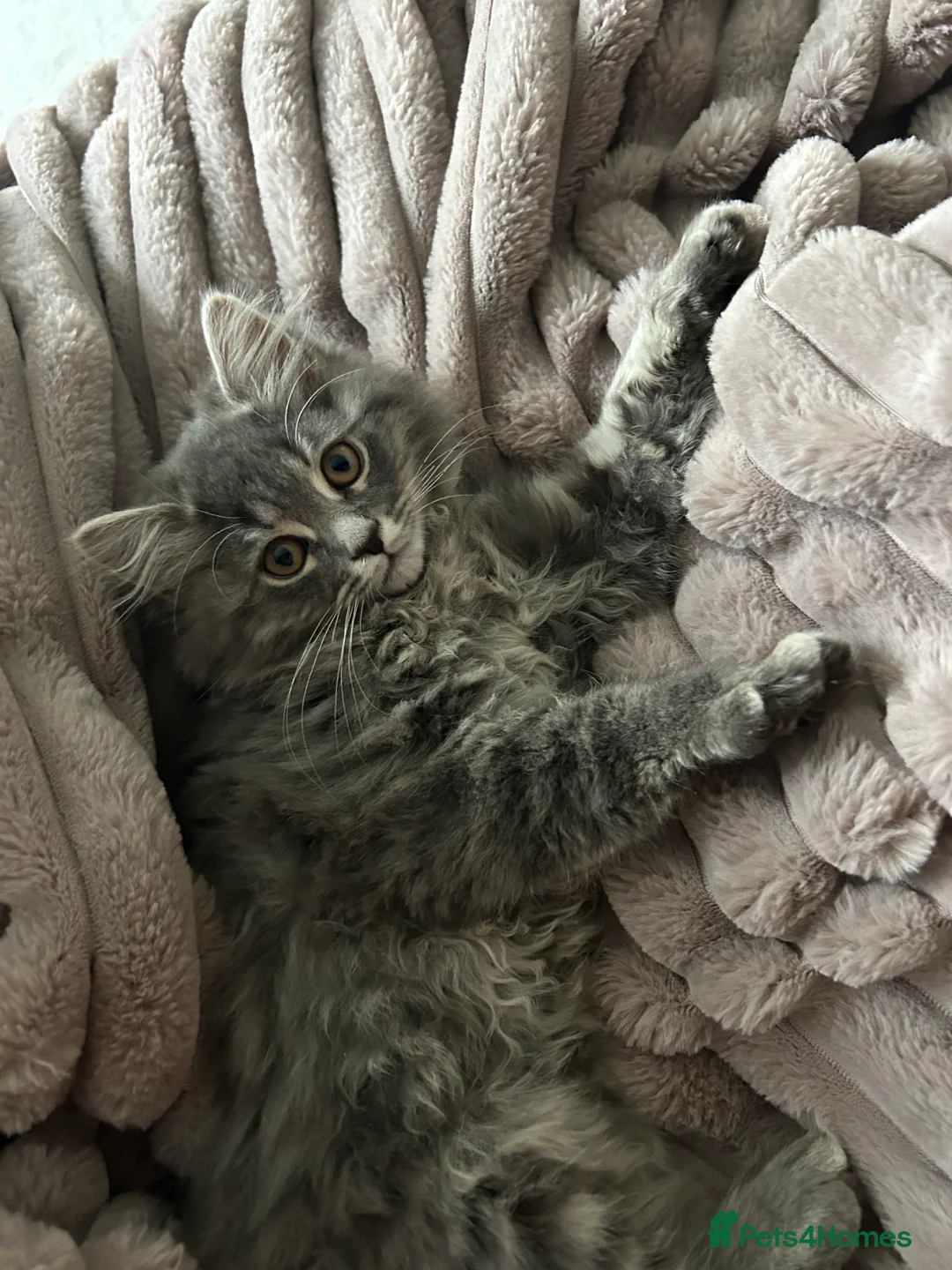 Mixed Breed cats for sale: 2 female X maine coone  - Advert 4