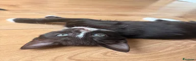 Mixed Breed 2