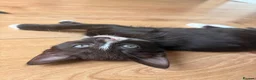 Mixed Breed cats for sale: Beautiful baby girls  in Swindon - Advert 7