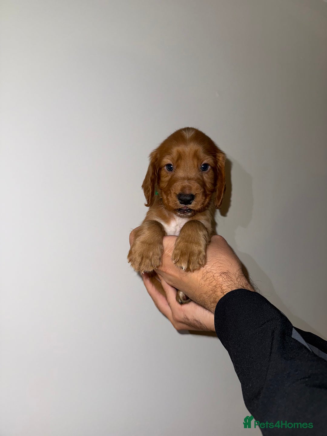 Cocker Spaniel dogs for sale: 🧡Fox Red WCS🧡 - Image 9
