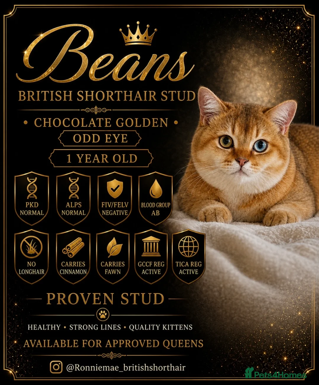 British Shorthair cats for sale: Odd eye proven golden male  - Advert 6
