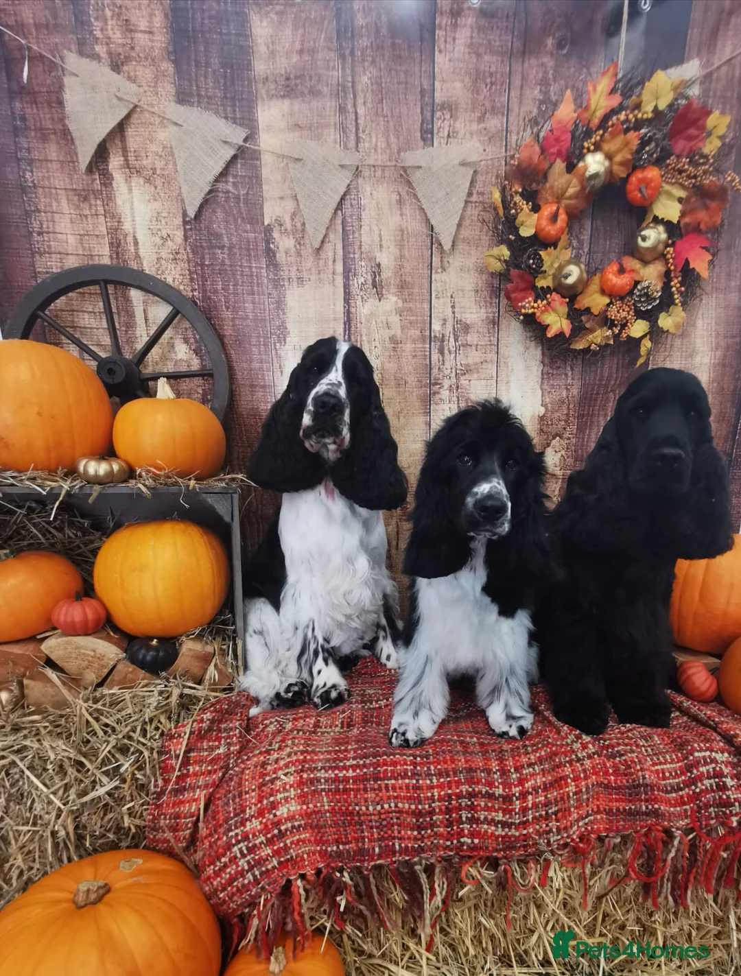Cocker Spaniel dogs for stud: Full Show cocker spaniel Stud fully health tested  - Advert 9