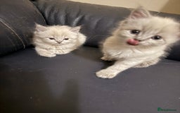 Ragdoll cats for sale: ADORABLE RAGDOLL KITTENS - READY NOW - Image 11