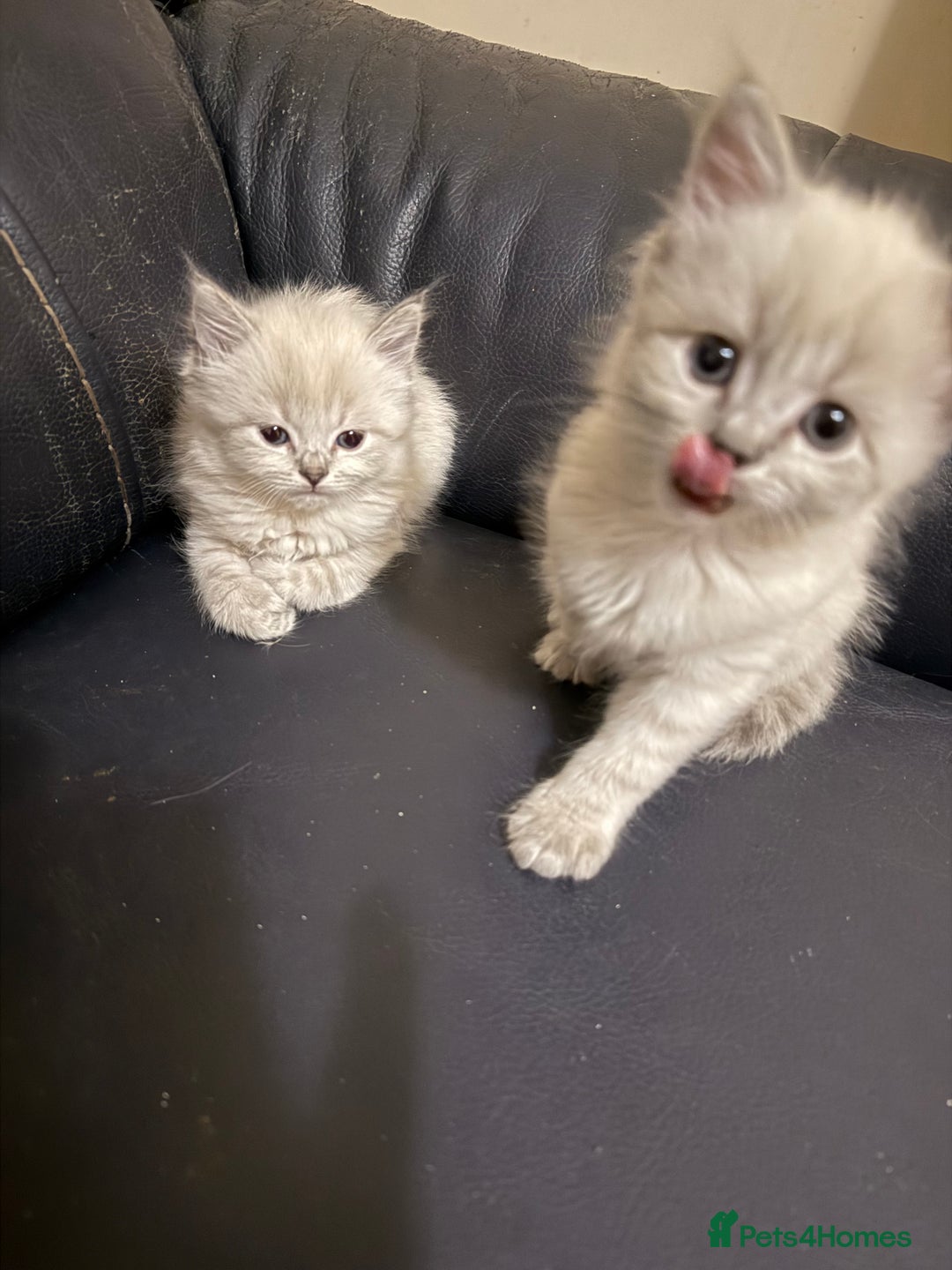 Ragdoll cats for sale: ADORABLE RAGDOLL KITTENS - READY NOW - Image 11