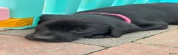 Labrador Retriever dogs for sale: Stunning Pedigree Black Labrador Puppies - Advert 23