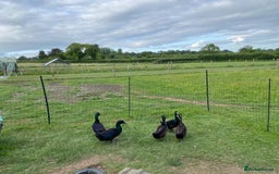 Ducks poultry for sale: 5 male ducks  - Image 2