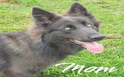 German Shepherd dogs for sale: German Shepherd Puppies  - Image 3
