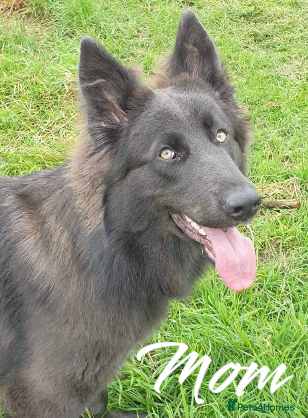 German Shepherd dogs for sale: German Shepherd Puppies  - Image 3