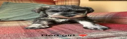 Miniature Schnauzer dogs for sale: KC registered, health tested puppies available  - Advert 6