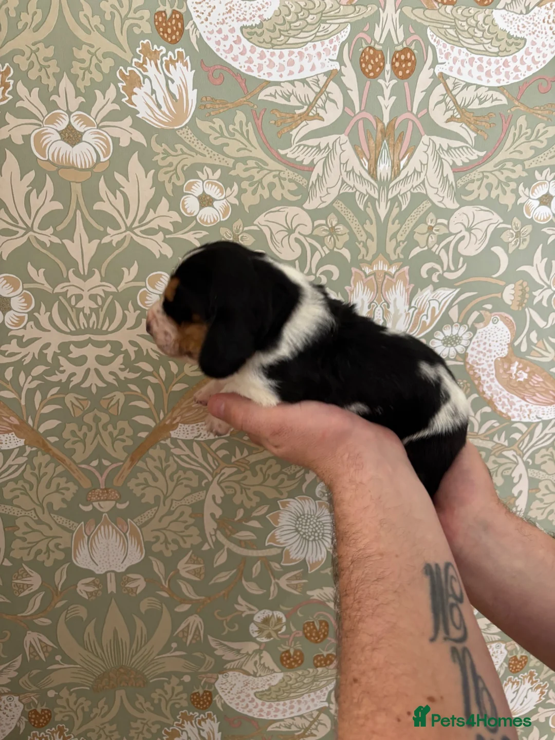 Basset Hound dogs for sale: KC registered Bassett hound - Advert 9
