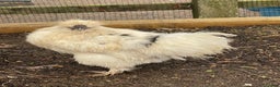 Chickens poultry for sale: Silkies - Male - Advert 4