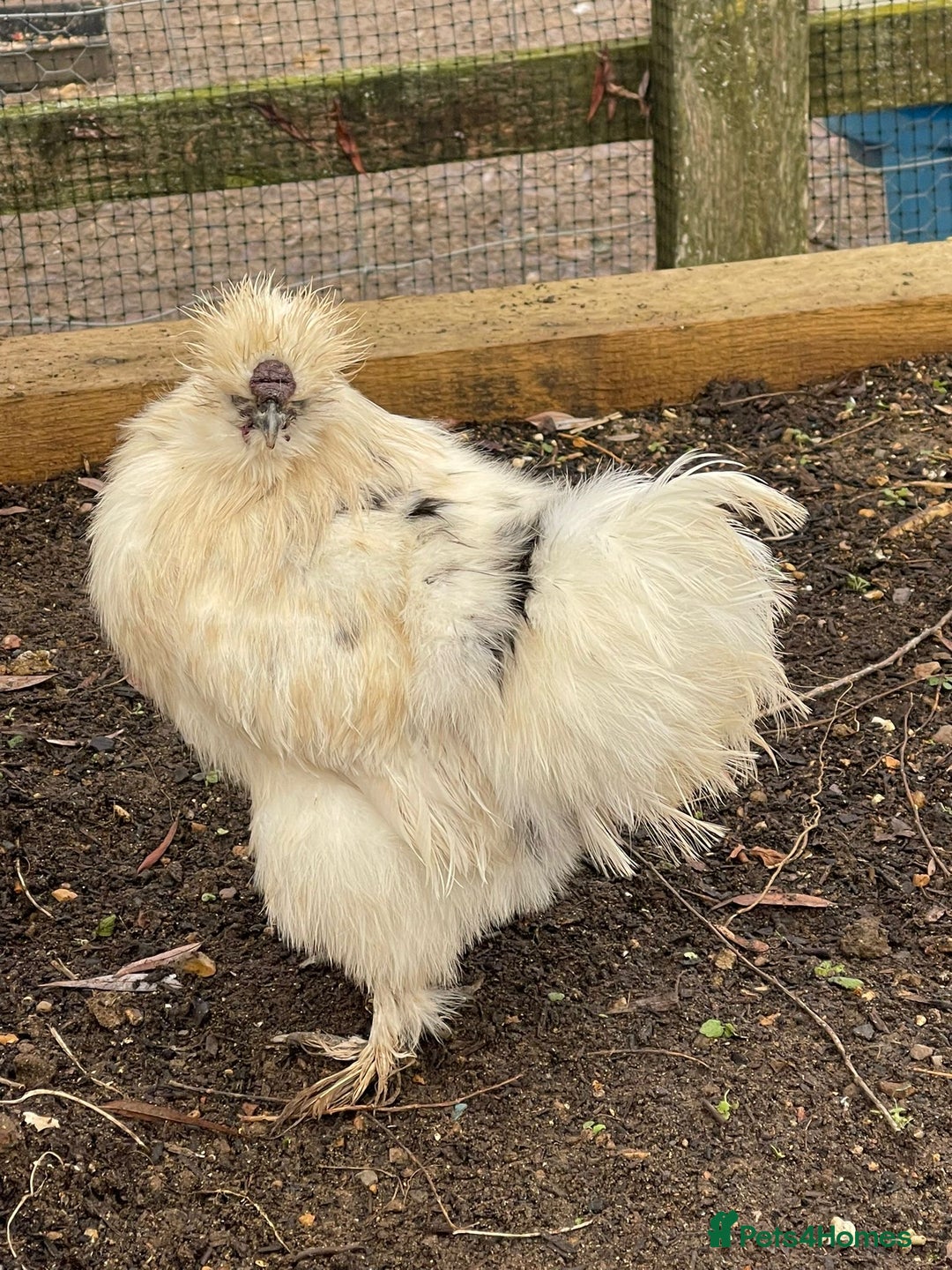 Chickens poultry for sale: Silkies - Male - Advert 4